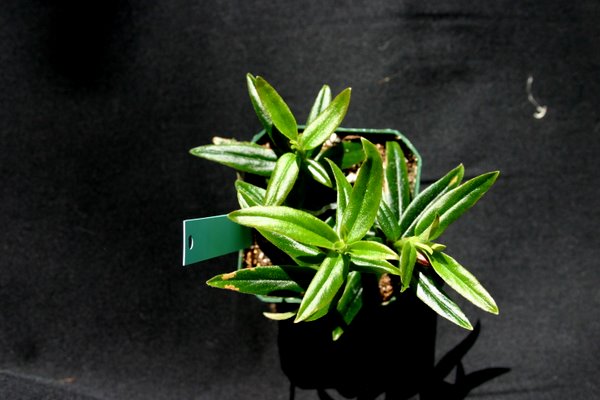 http://www.cloudjungle.com/CloudJungle/Gesneriaceae/Columnea/Columnea sylvia.jpg
